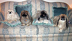 pekingese