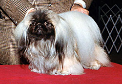 Mimi - pekingese