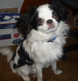 Sammy