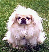 Sugar - pekingese