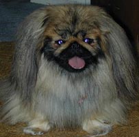 Summer - pekingese