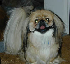 Toby - pekingese