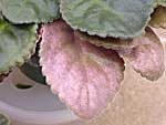 African Violet Leaf-ID, Violet Leaf Problem, orchids, houseplants
